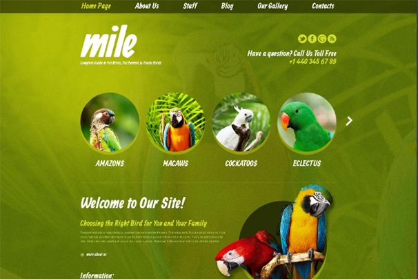 Exotic Birds Blog